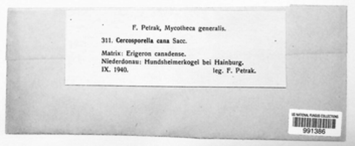 Cercosporella virgaureae image
